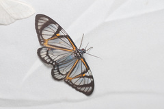 Hypocrita phanoptoides