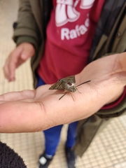 Macroglossum stellatarum