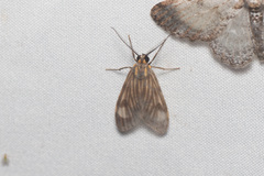 Eucereon costulata
