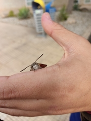 Macroglossum stellatarum