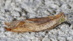 Ancylis cordiae