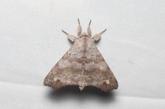 Olceclostera magniplaga