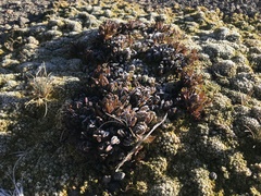 Castilleja tolucensis