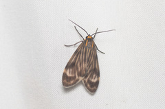 Eucereon costulata