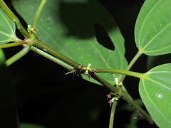 Clidemia minutiflora