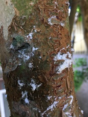 Luma apiculata
