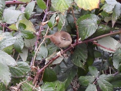 Troglodytes troglodytes