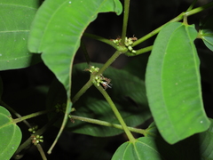 Clidemia minutiflora