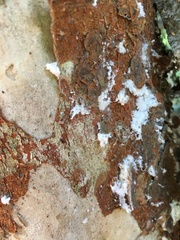Luma apiculata