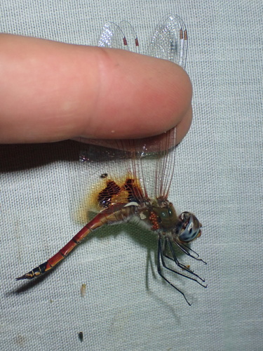 Keyhole Glider