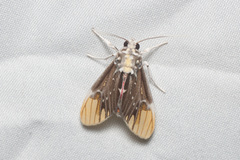 Scaptius vinasia