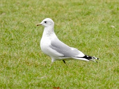 Larus canus