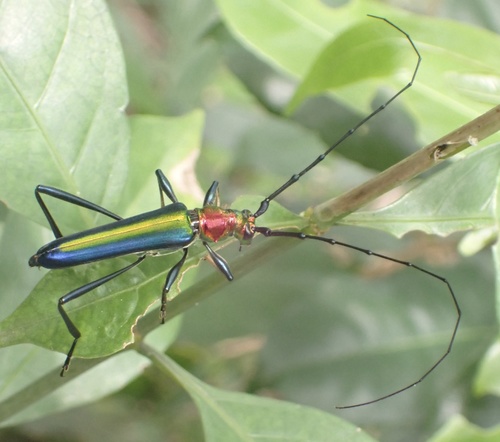 Chromacilla venus (Chromacilla venus)