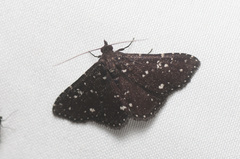Ostha stellata