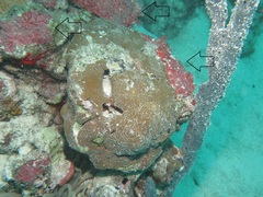 Monanchora arbuscula