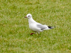 Chroicocephalus ridibundus