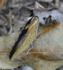 Euphaedra medon medon