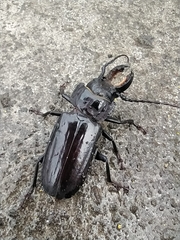 Mallodon chevrolatii