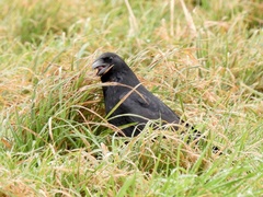 Corvus corone
