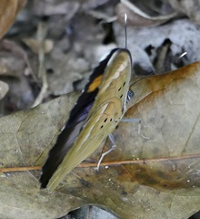 Euphaedra medon medon