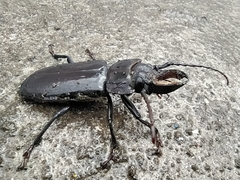 Mallodon chevrolatii