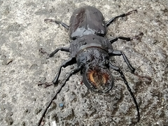 Mallodon chevrolatii