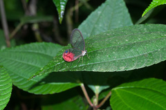 Cithaerias cliftoni