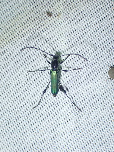 Brachysarthron