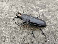 Mallodon chevrolatii