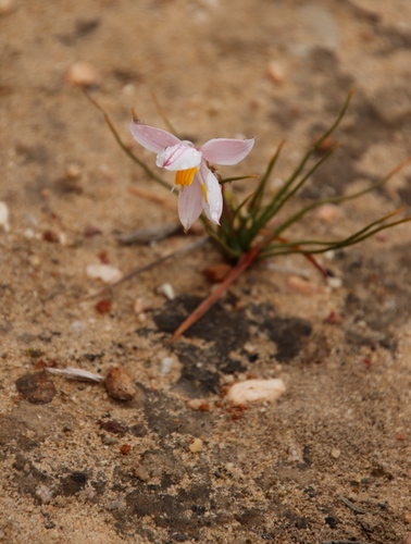 Lady's hand (Cyanella alba)