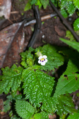 Gesnerieae