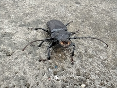 Mallodon chevrolatii