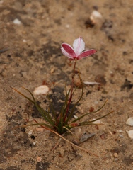 Cyanella alba alba