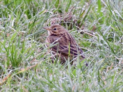 Anthus pratensis