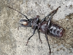 Mallodon chevrolatii