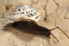 Marmorana platychela