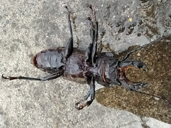 Mallodon chevrolatii