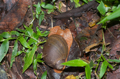 Megalobulimus popelairianus