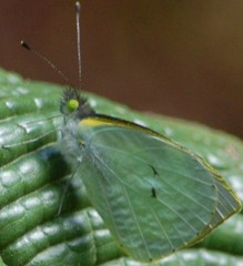 Leptophobia helena