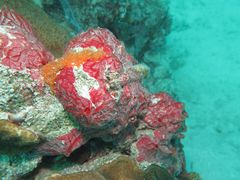 Monanchora arbuscula