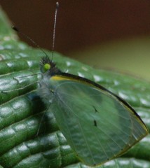 Leptophobia helena