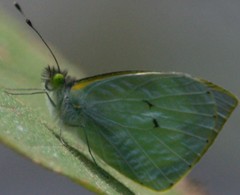 Leptophobia helena