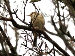 Anthus pratensis