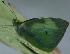 Leptophobia helena