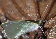Leptophobia helena