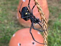 Nephilingis cruentata