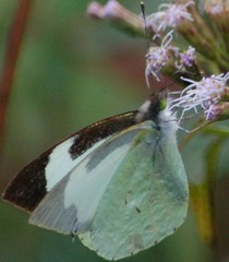 Leptophobia helena