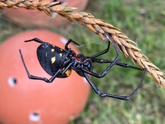 Nephilingis cruentata