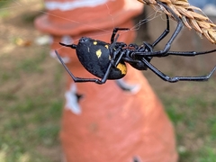 Nephilingis cruentata