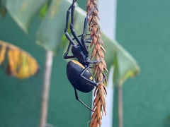 Nephilingis cruentata